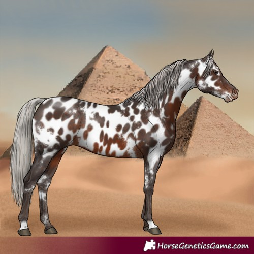 Horse Color:White Spotted Silver Brown Appaloosa Rabicano