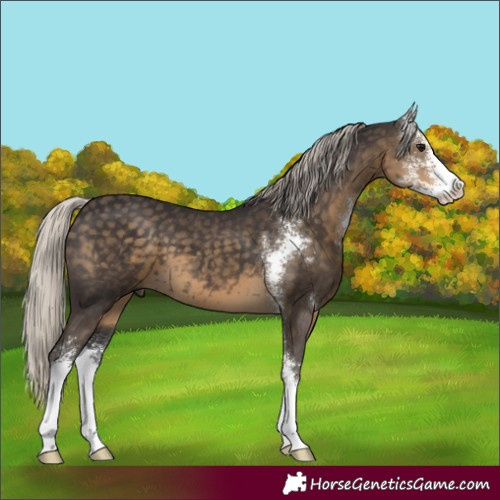 Horse Color:Silver Smoky Black Sabino