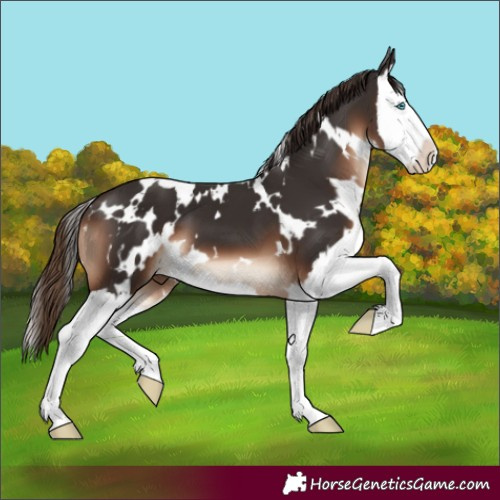 Horse Color:White Spotted Liver Chestnut Splash 