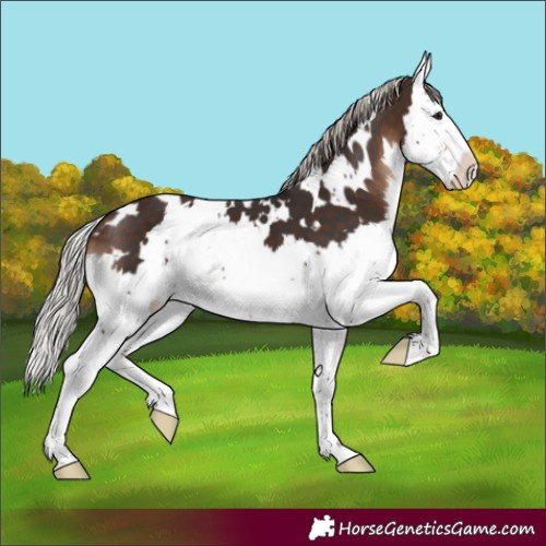 Horse Color:White Spotted Silver Brown Splash