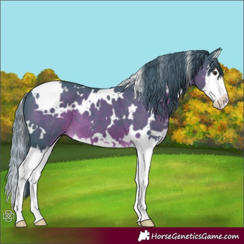 Horse Color:Watercolor White Spotted Liver Chestnut Splash 