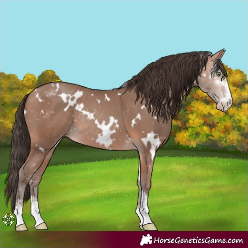 Horse Color:White Spotted Sable Champagne Sabino Rabicano