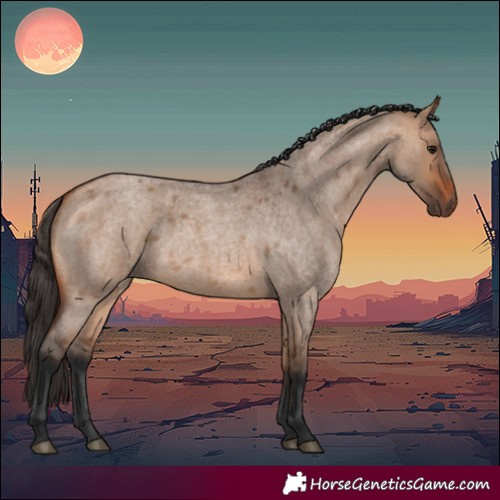 Horse Color:Bay Roan Dun 