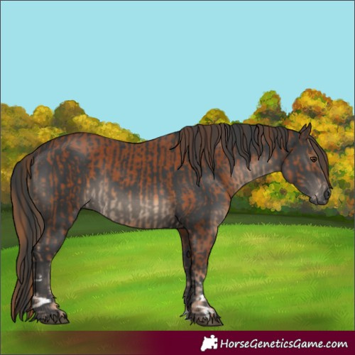 Horse Color:Chestnut  and Black 