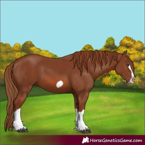 Horse Color:Chestnut Splash Frame