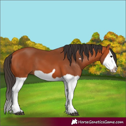 Horse Color:Bay Splash Frame