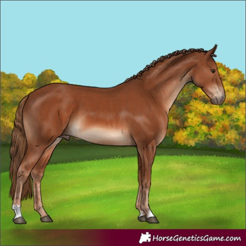 Horse Color:Chestnut  and Chestnut 