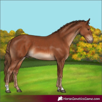 Horse Color:Chestnut and Chestnut