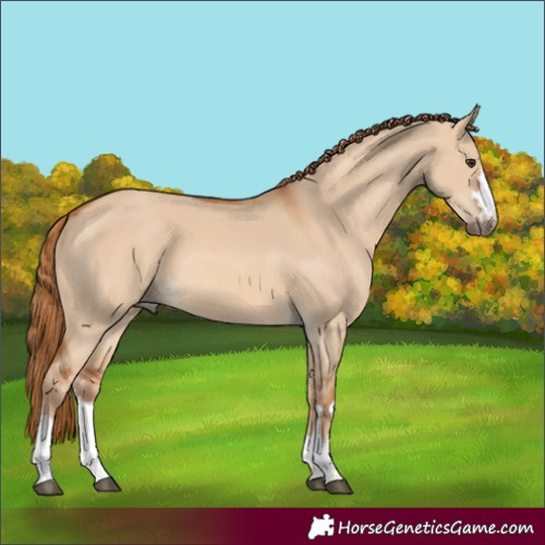 Horse Color:Red Dun 