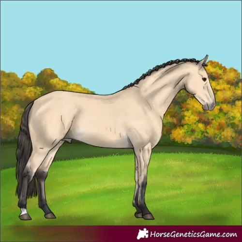 Horse Color:Buckskin