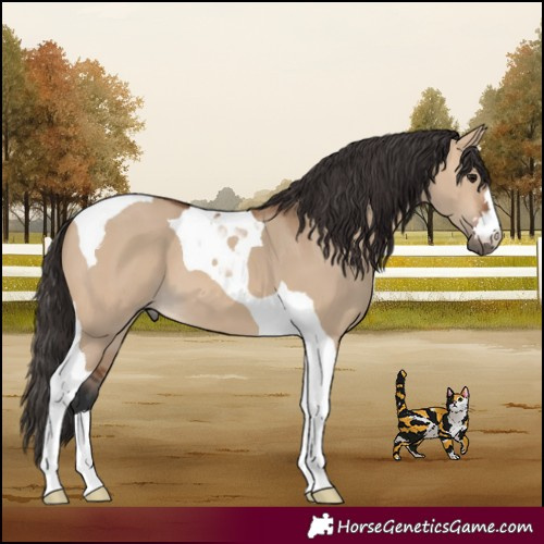 Horse Color:Bay Dun Tobiano 
