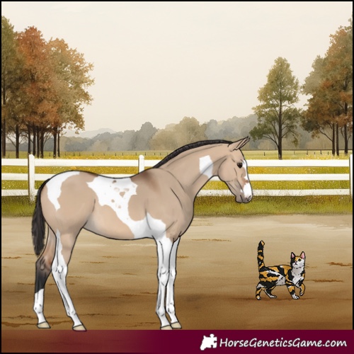 Horse Color:Bay Dun Tobiano 