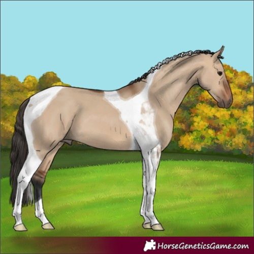 Horse Color:Unknown 