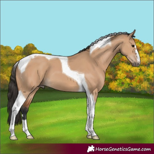 Horse Color:Bay Dun Tobiano