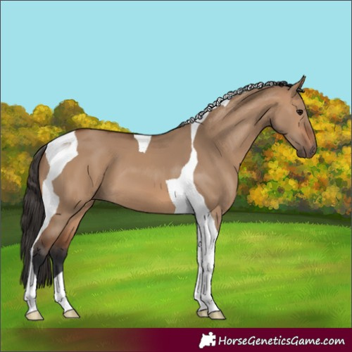 Horse Color:Bay Dun Tobiano