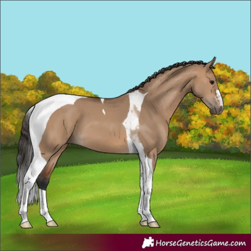 Horse Color:Bay Dun Tobiano