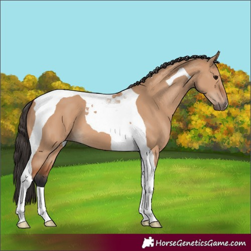 Horse Color:Bay Dun Tobiano 