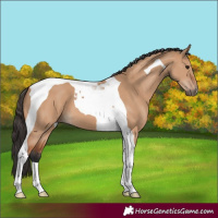 Horse Color:Bay Dun Tobiano 
