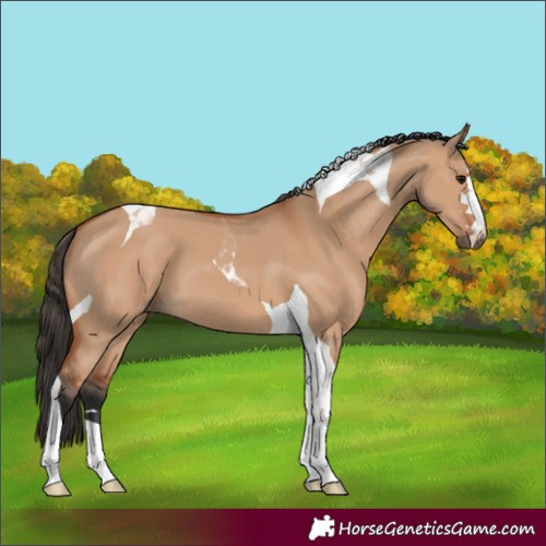 Horse Color:Bay Dun Tobiano