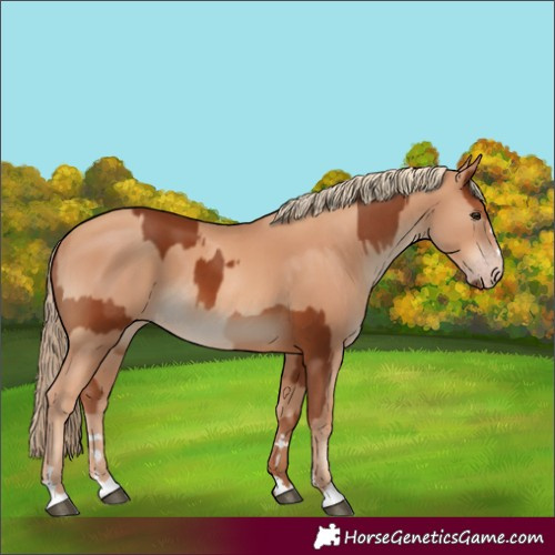 Horse Color:Chestnut and Gold Champagne