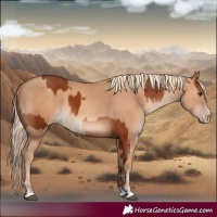 Horse Color:Chestnut  and Gold Champagne 