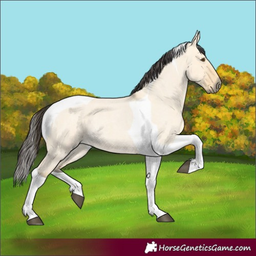 Horse Color:Buckskin Roan Dun Tobiano 