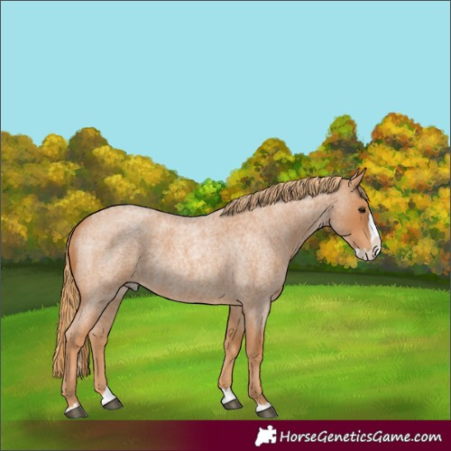 Horse Color:Red Roan Splash