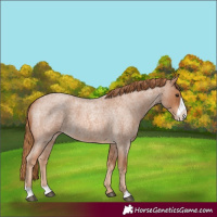 Horse Color:Red Roan Frame Appaloosa