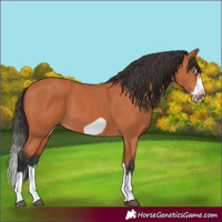 Horse Color:Bay Splash Frame 