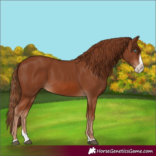 Horse Color:Chestnut Splash Frame 