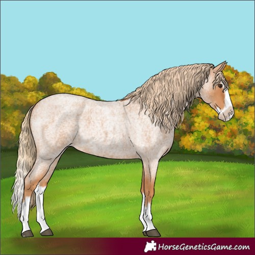 Horse Color:Red Roan Splash Frame 