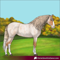 Horse Color:Red Roan Splash Frame