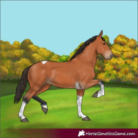 Horse Color:Bay Tobiano