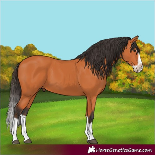 Horse Color:Bay Splash Frame 