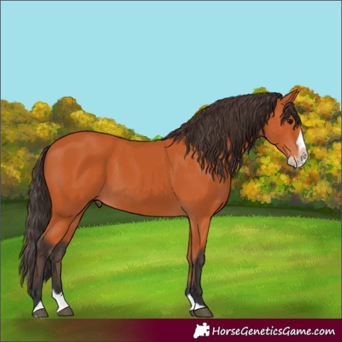 Horse Color:Bay Splash Frame 