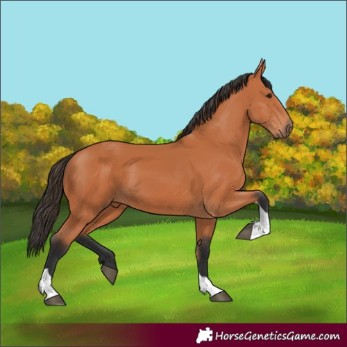 Horse Color:Bay Tobiano