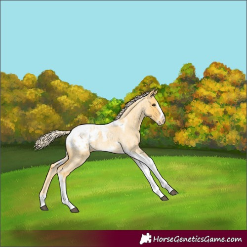 Horse Color:Palomino Roan Tobiano Frame Appaloosa