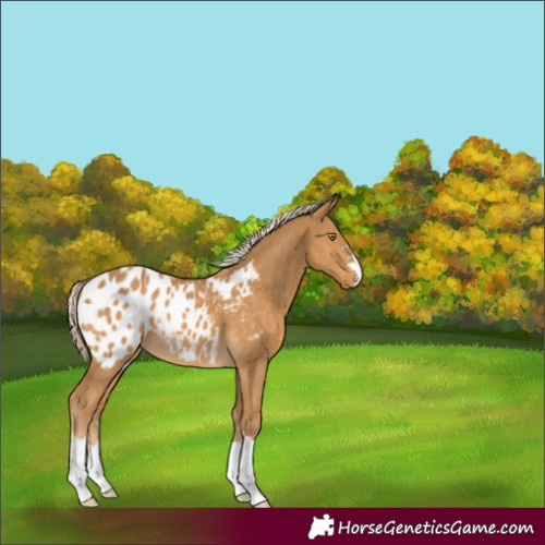 Horse Color:Palomino Appaloosa