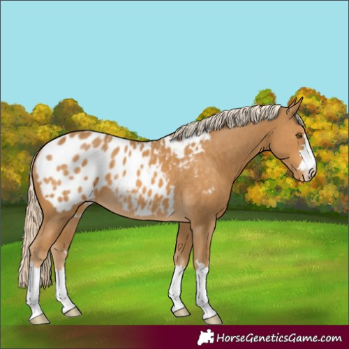 Horse Color:Palomino Blanket 