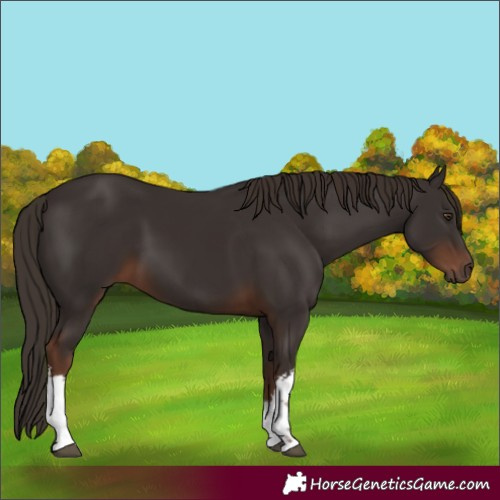 Horse Color:White Spotted Liver Chestnut