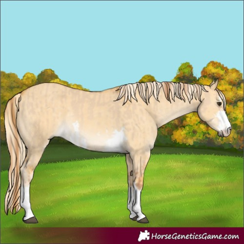 Horse Color:Red Dun and Palomino Dun