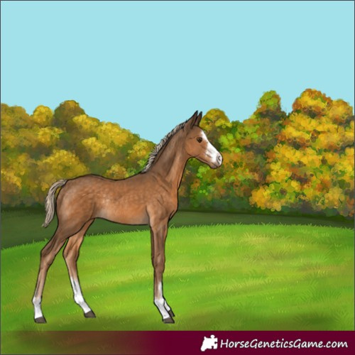 Horse Color:Chocolate Palomino Rabicano