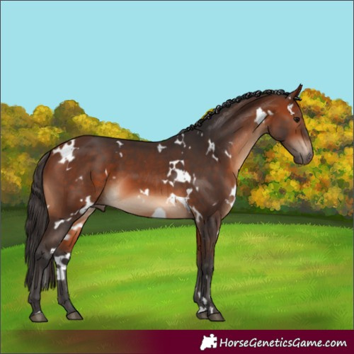 Horse Color:White Spotted Bay 