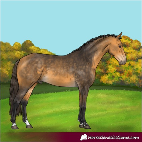 Horse Color:Buckskin 