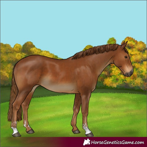 Horse Color:Gray Chestnut  and Gray Chestnut 
