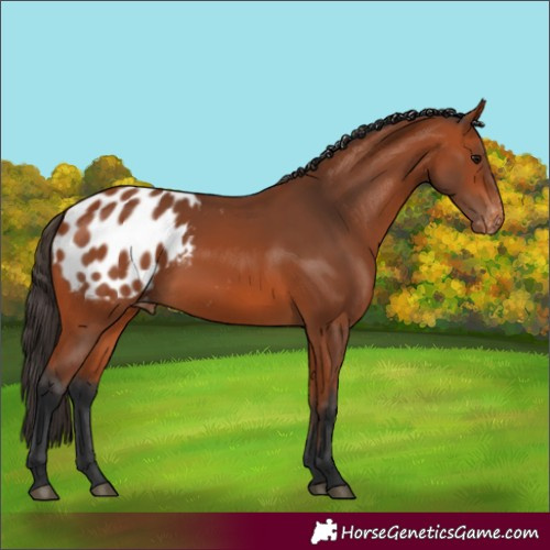 Horse Color:Bay Blanket