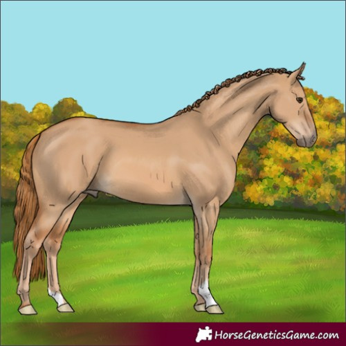 Horse Color:Red Dun 