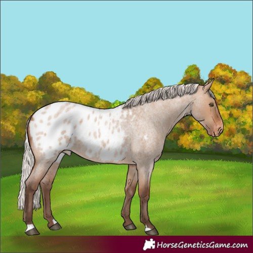 Horse Color:Silver Bay Roan Dun Blanket 