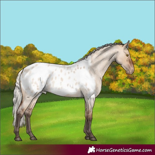 Horse Color:Silver Brown Roan Dun Blanket 