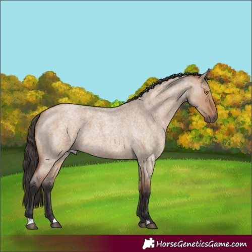 Horse Color:Bay Roan Dun